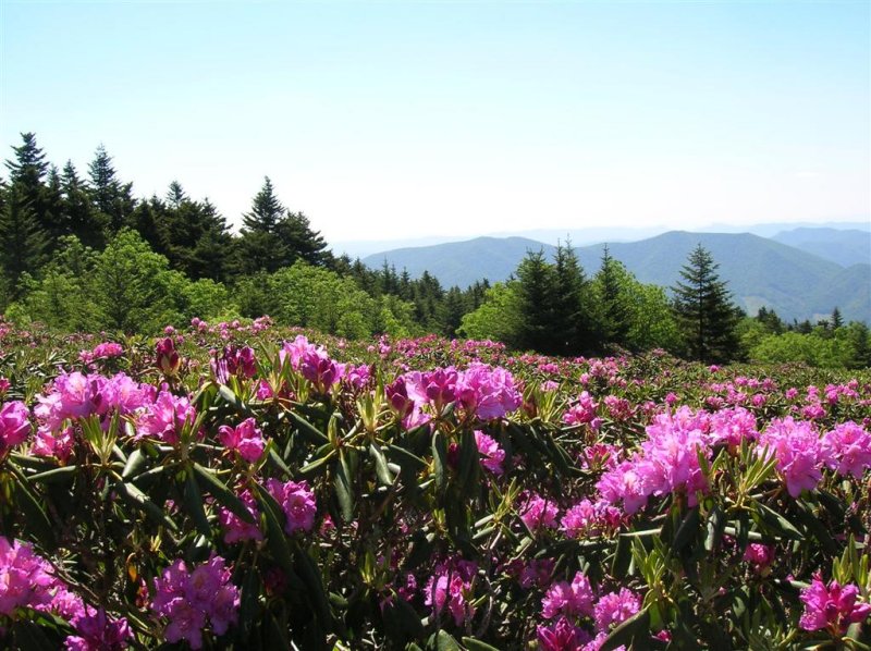 Rhododendron and Spruce