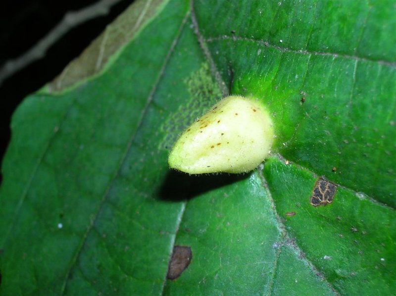 Growth on Leaf
