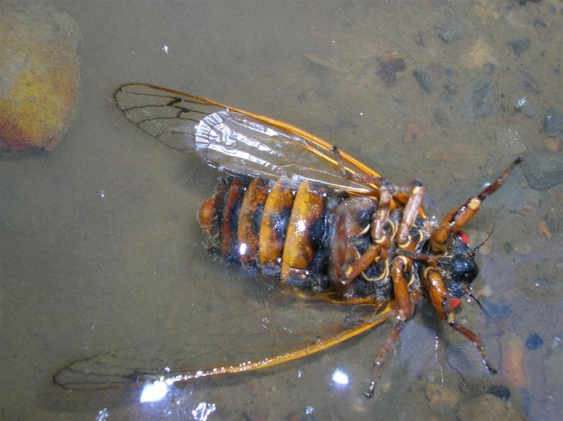 Fate of the 17-year Cicadas