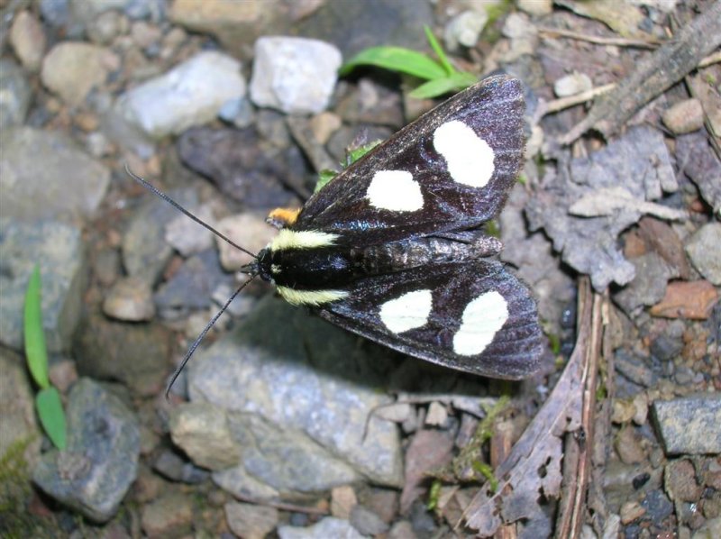 7-spotted Forrester Moth