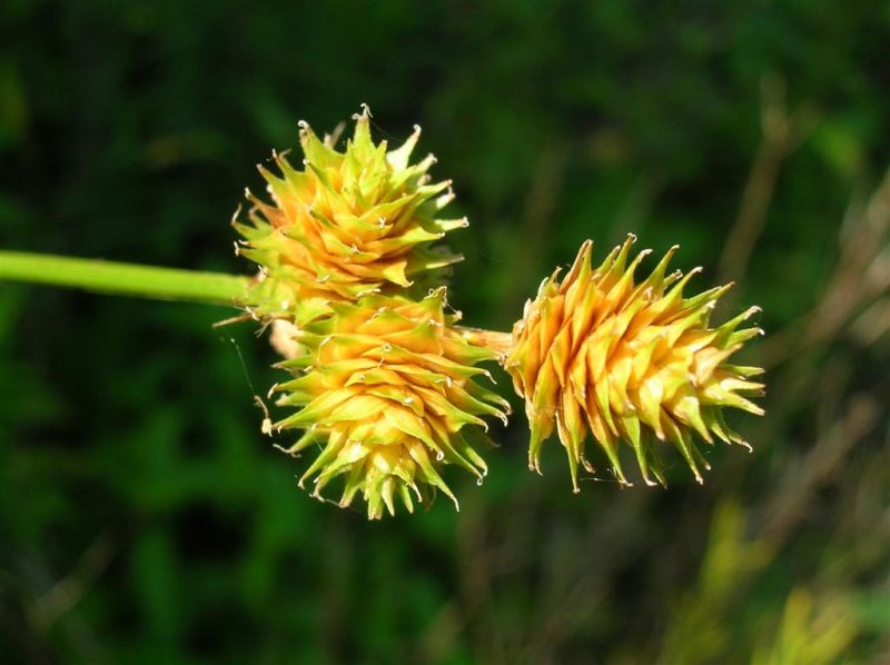 Grass Seedpod