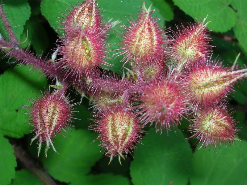 Red Raspberries