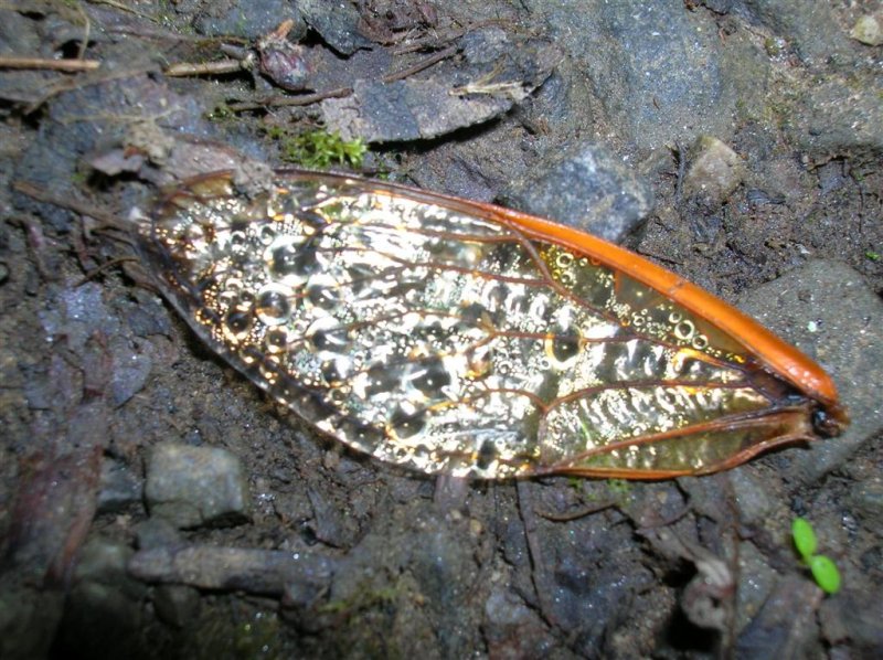 Cicada Wing