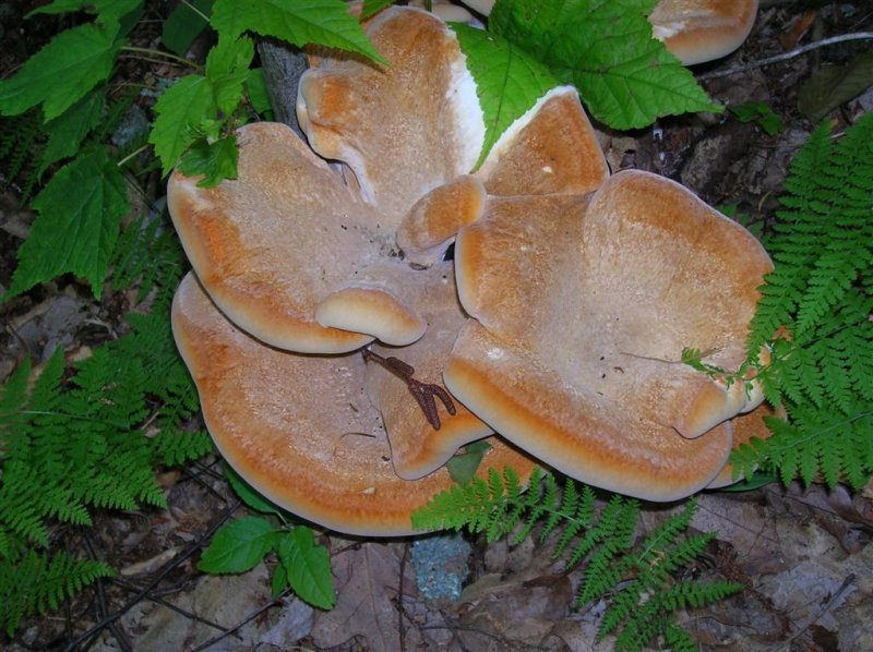 Unknown Polypore ?