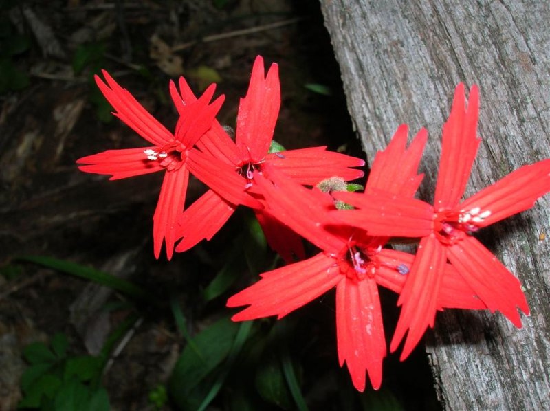 Roundleaf Catchfly