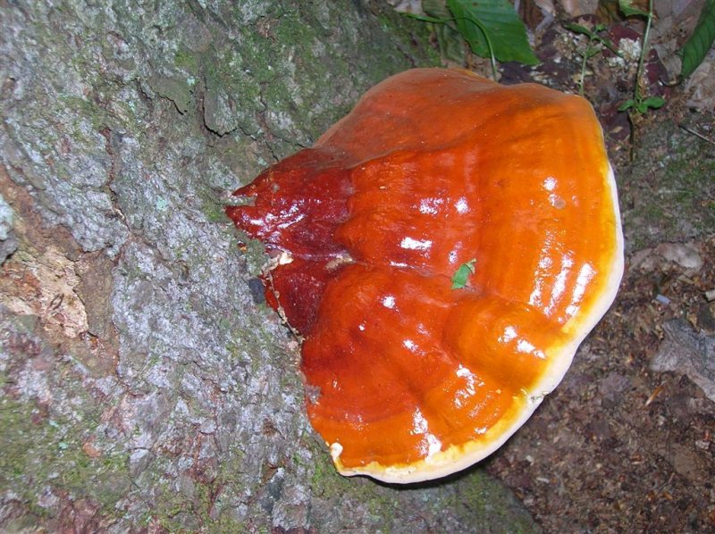 Ling Chih Polypore