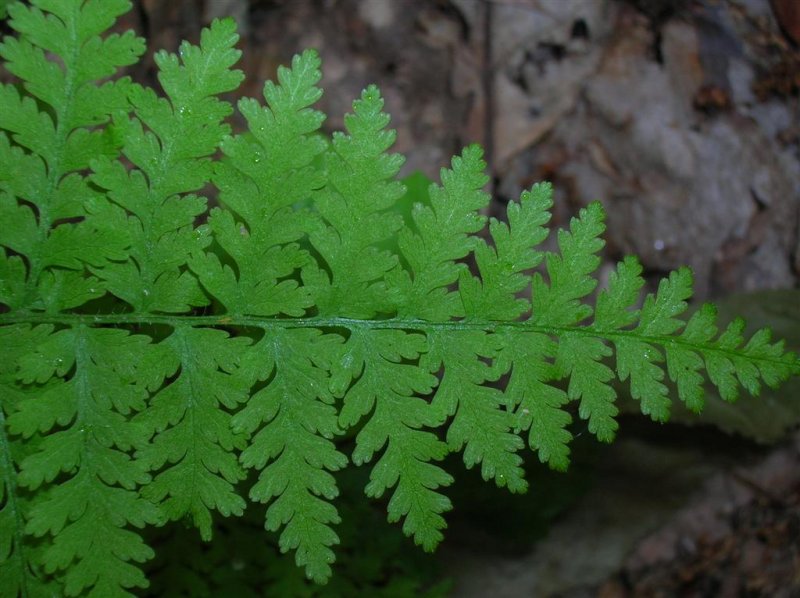 Fractal Fern