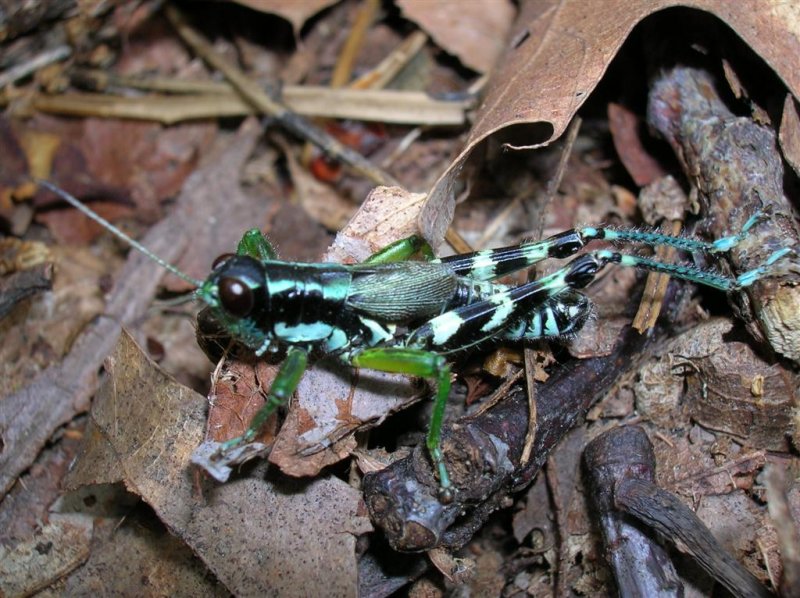 Green-legged Spur-throated Grasshopper