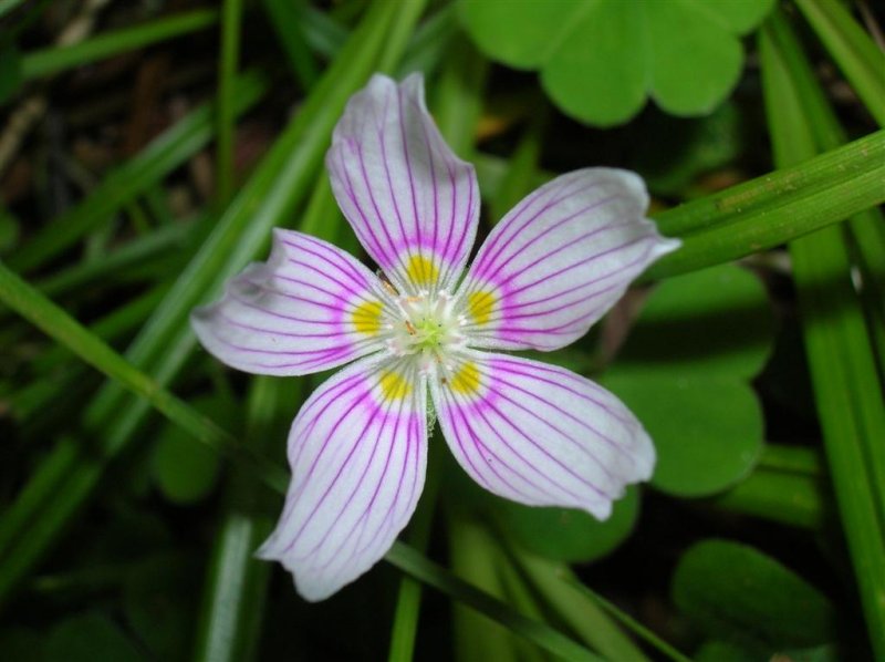 Common Wood Sorrel