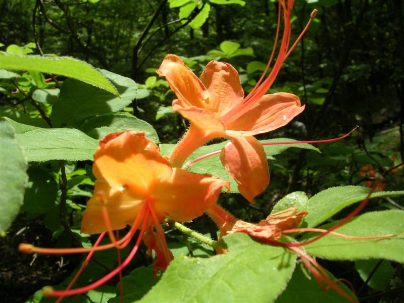 Flame Azalea