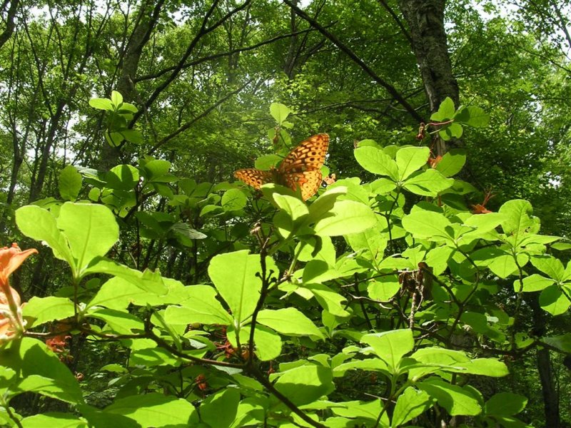 Great Spangled Fritillary