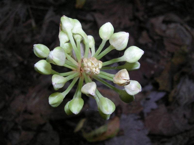 Unknown Flower