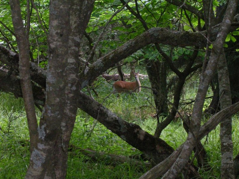 Many Deer Were Seen