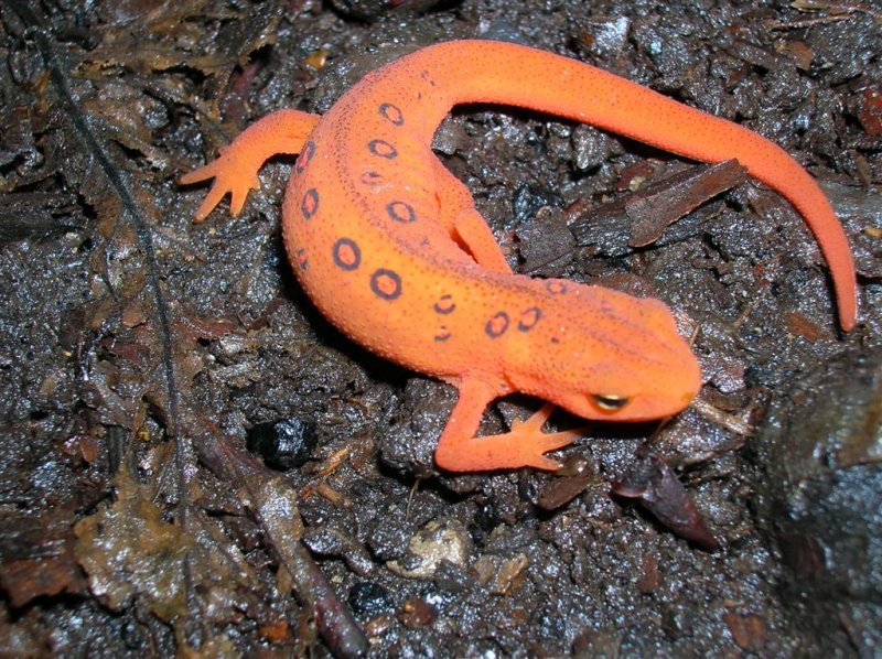 Spotted Newt