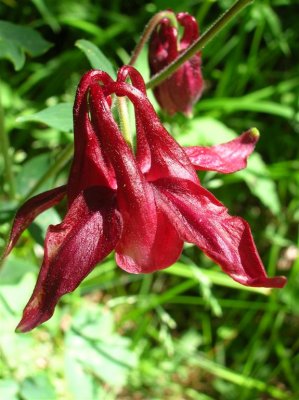 Wild Columbine