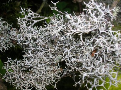 Reindeer Moss