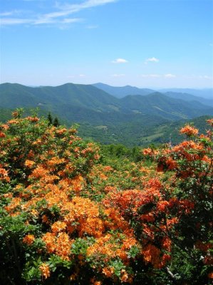 Roan Mountain, TN/NC - June 18, 2008