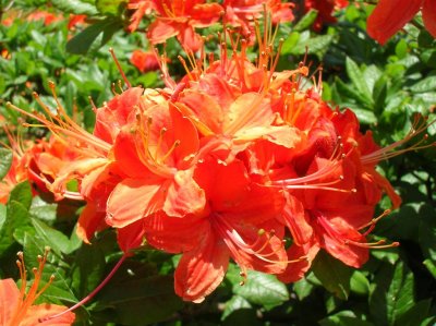 Azalea Blooms