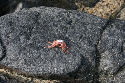 IMG_0545 (Large).JPG