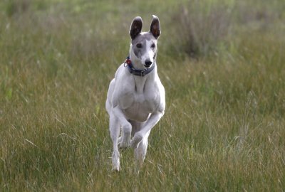 Hilary with her eye on Tom doing one of his Zoomies.