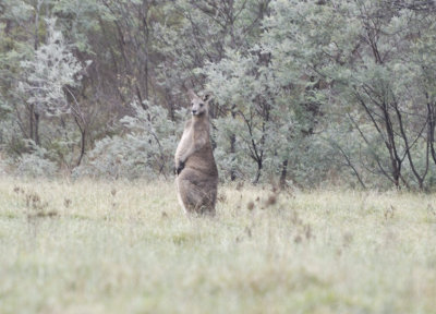 Kangaroo on a cold calm morning.