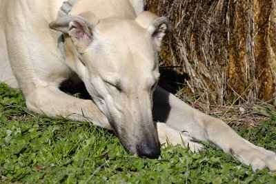 Tom taking an afternoon nap in the sunshine.