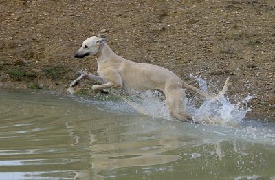 There's Nero, I'll go and splash him.