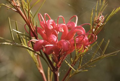 Grevillea Firewheel