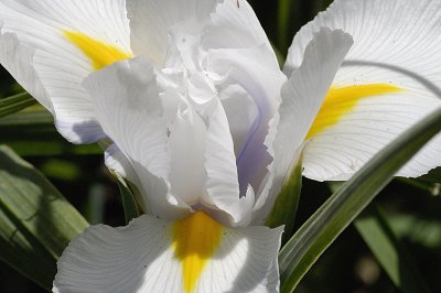 Dutch Iris