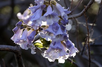 Paulownia blooms, Foxglove Tree or Princess Tree.