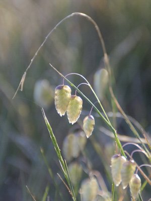 We called this Shivery Grass when we were kids.