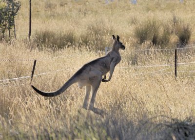 Kangaroo - we were as surprised as he was this morning.