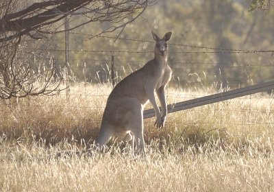 Our visiting kangaroo - too close for comfort this evening!