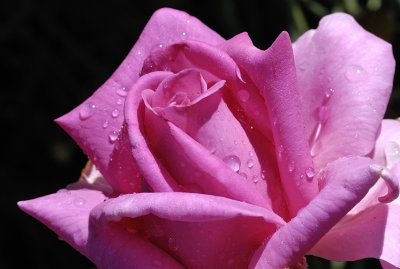 Olde Fragrance after a light shower of overnight rain.