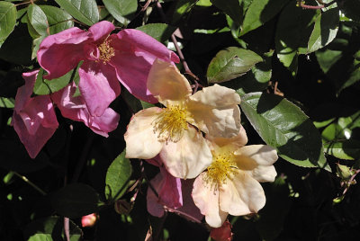 Rose in my garden - Rosa Chinensis Mutablis
