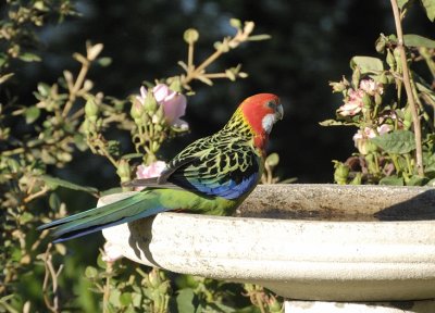 Male Eastern Rosella in his best Spring outfit.  Through the kitchen window.
