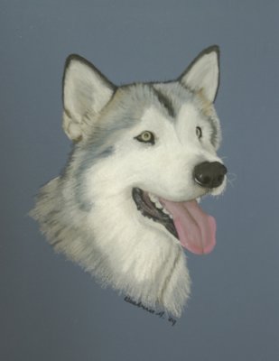 Malamute - Chermuk