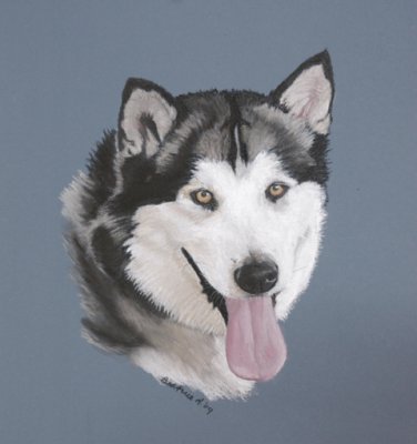 Malamute - Harley 