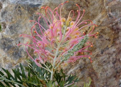 Grevillea Ned Kelly Australian native shrub.