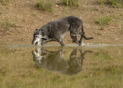 Nero heading for a cool down.