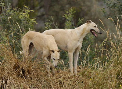 Honey & Tom, the senior and the junior members of the pack.