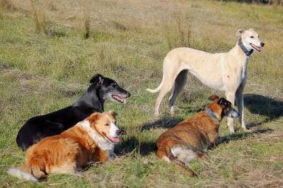 Taking it easy on the hill on a warm morning.