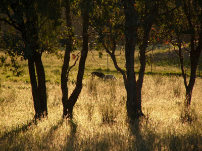 Honey & Nero taking a late afternoon stroll