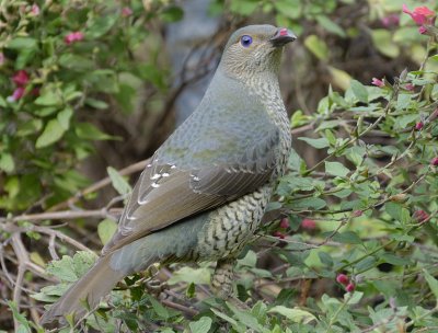 Female Satin Bower Bird feeding on the red Clarey Sage flowers.