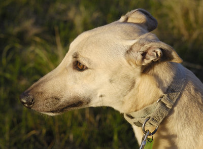 Foster Greyhound 2 y.o. Tom a.k.a. Indeed I Am