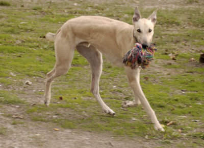 Tom with a spring in his step.