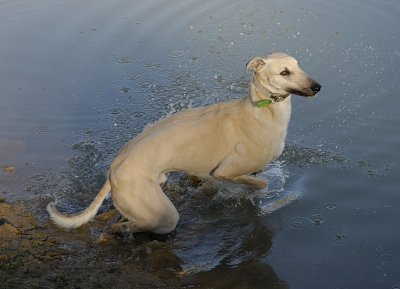 Fun in the dam for Tom