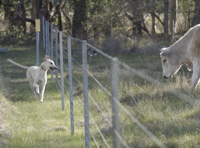 Tom's fun day - the cattle don't take him seriously