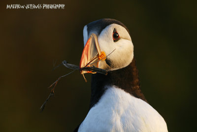 On an Island of Puffins - Skomer