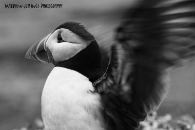 Puffin stretching wings